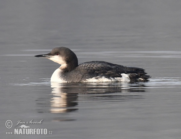 Prachttaucher (Gavia arctica)