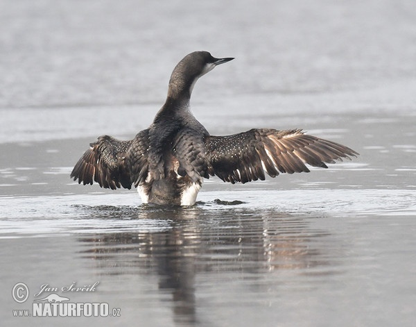 Prachttaucher (Gavia arctica)