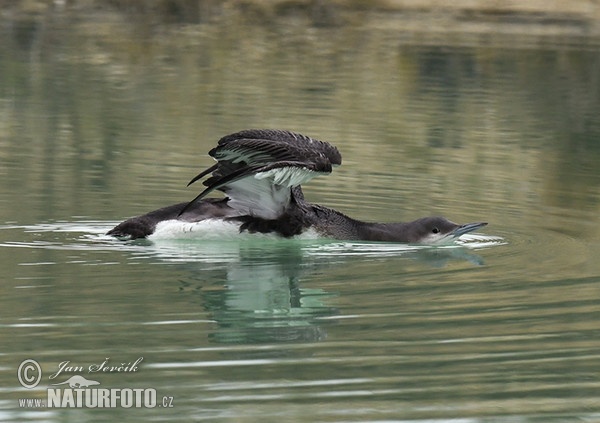 Prachttaucher (Gavia arctica)