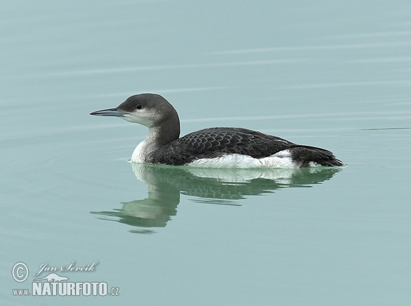 Prachttaucher (Gavia arctica)