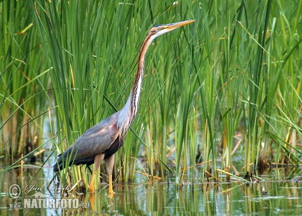 Purpurreiher (Ardea purpurea)