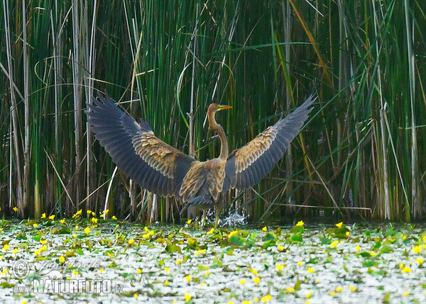 Purpurreiher (Ardea purpurea)