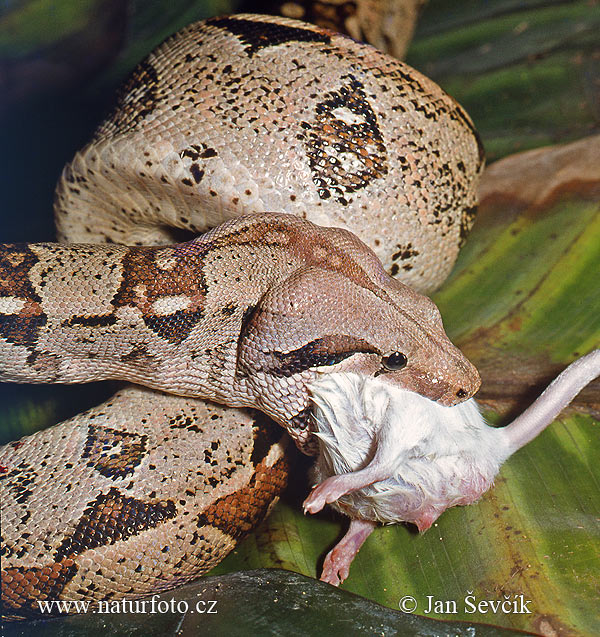 Python (Boa constrictor)