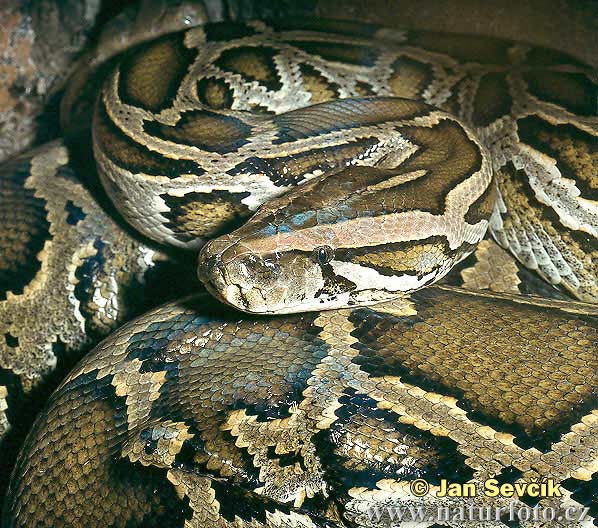 Python molurus bivittatus (Python molurus bivittatus)