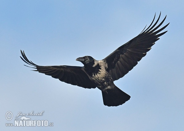 Rabenkrähe Nebelkrähe (Corvus corone cornix)