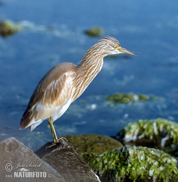 Rallenreiher (Ardeola ralloides)