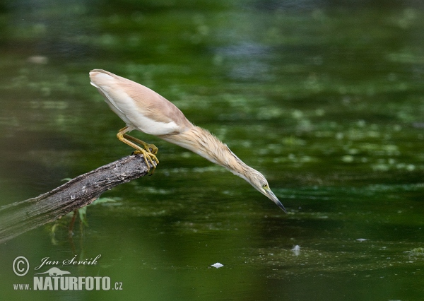 Rallenreiher (Ardeola ralloides)