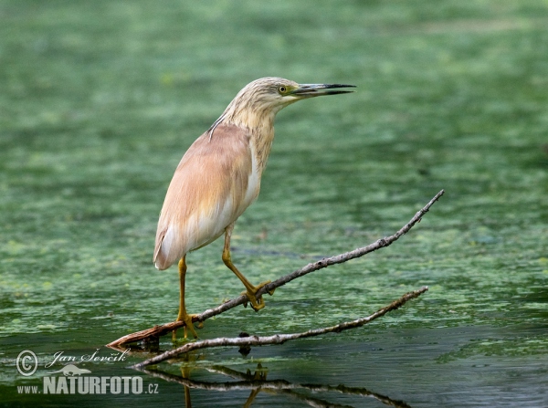 Rallenreiher (Ardeola ralloides)