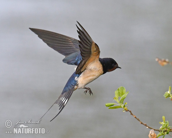 Rauchschwalbe (Hirundo rustica)