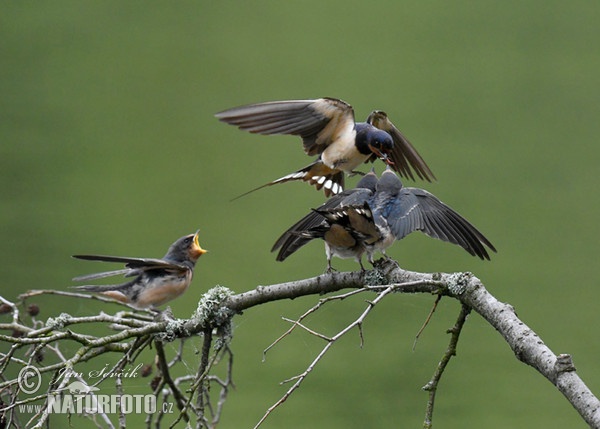 Rauchschwalbe (Hirundo rustica)