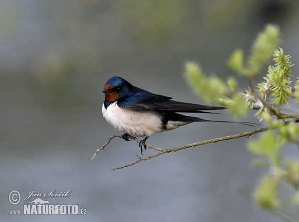 Rauchschwalbe (Hirundo rustica)