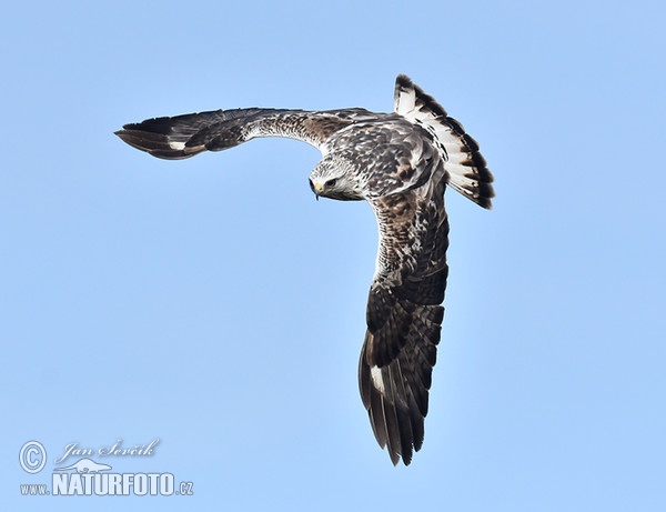 Rauhfußbussard (Buteo lagopus)