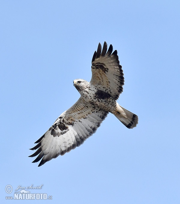 Rauhfußbussard (Buteo lagopus)