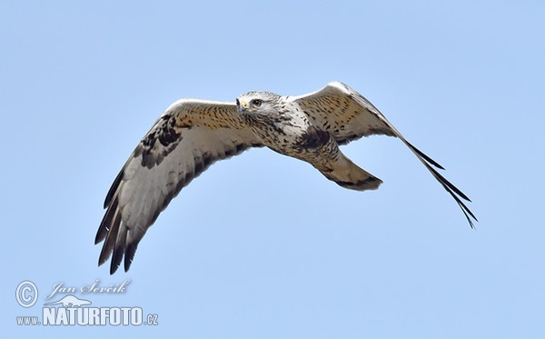 Rauhfußbussard (Buteo lagopus)