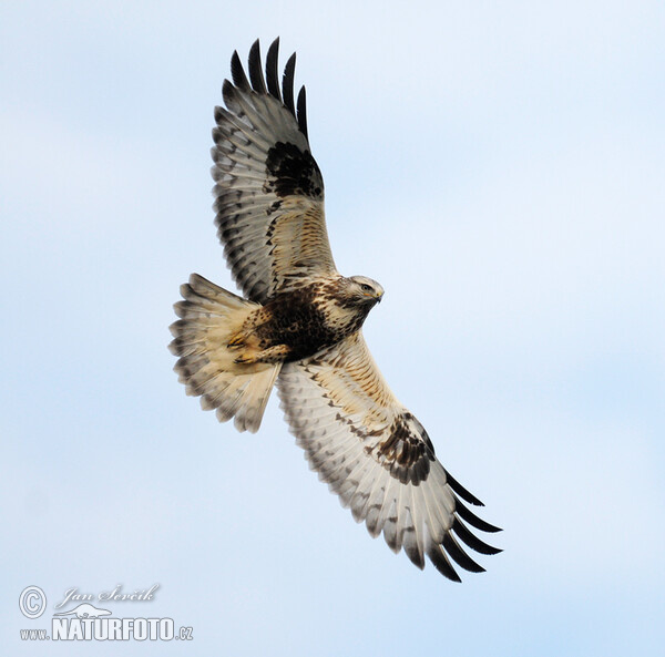 Rauhfußbussard (Buteo lagopus)