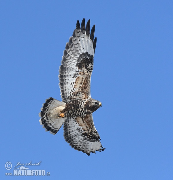 Rauhfußbussard (Buteo lagopus)