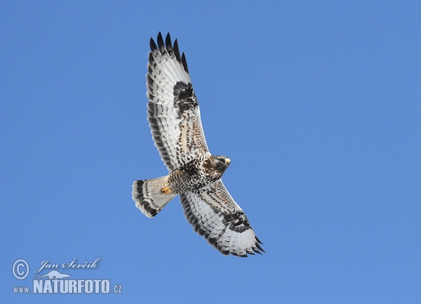 Rauhfußbussard (Buteo lagopus)