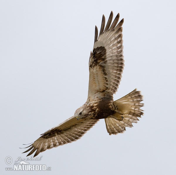 Rauhfußbussard (Buteo lagopus)