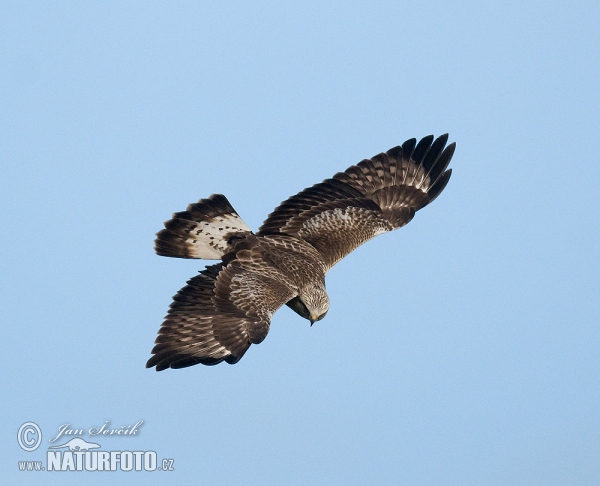 Rauhfußbussard (Buteo lagopus)