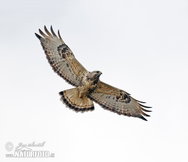 Rauhfußbussard (Buteo lagopus)