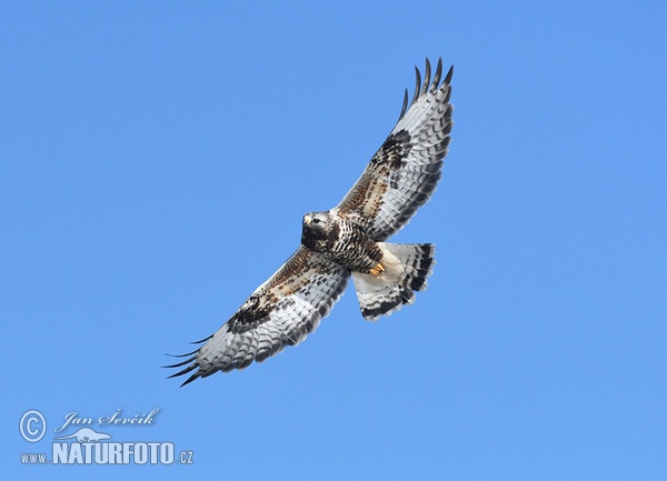 Rauhfußbussard (Buteo lagopus)