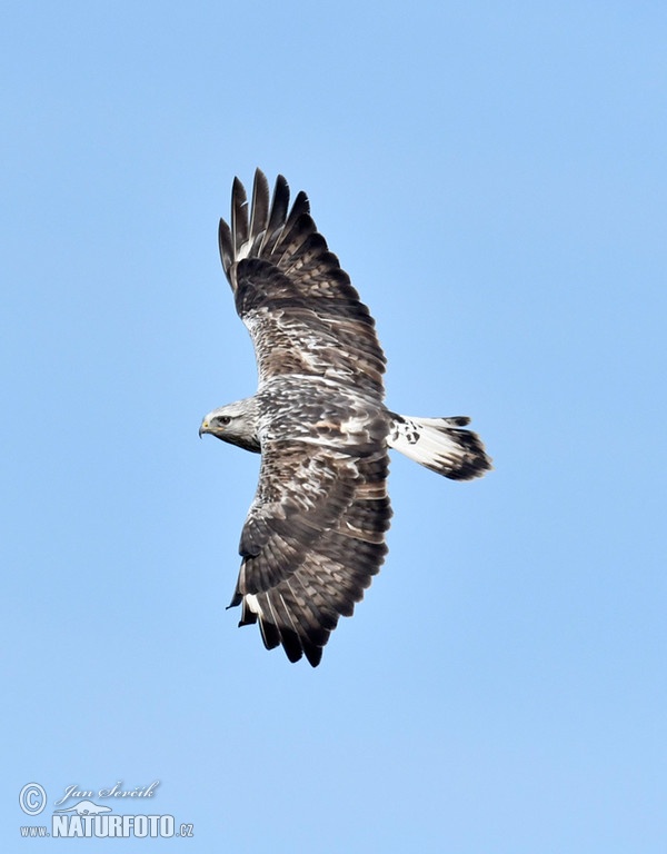 Rauhfußbussard (Buteo lagopus)