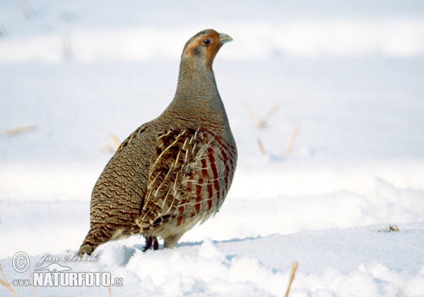 Rebhuhn (Perdix perdix)