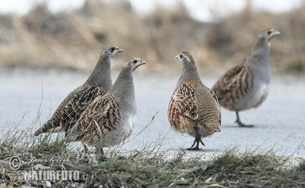 Rebhuhn (Perdix perdix)