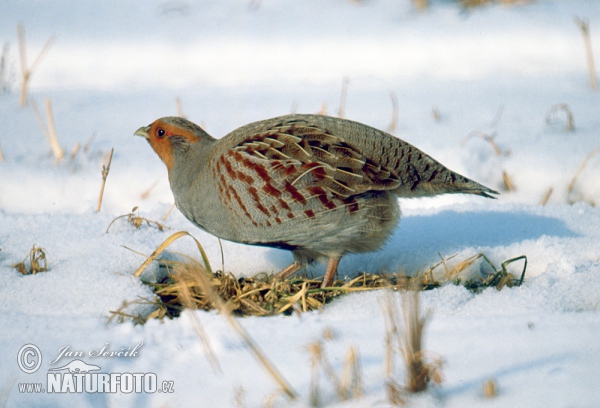 Rebhuhn (Perdix perdix)