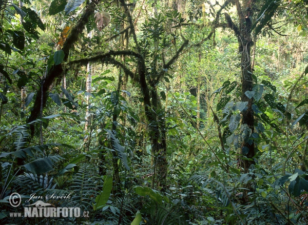 Regen Wald, La Amistad (PA)