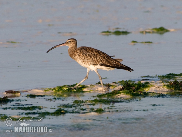 Regenbrauchvogel (Numenius phaeopus)