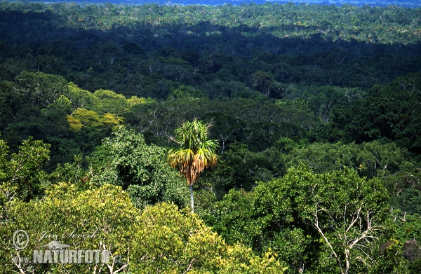 Regenwald Petén (GCA)
