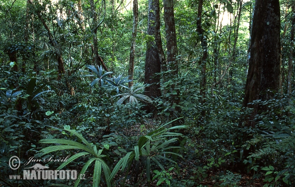 Regenwald Petén Tikal (GCA)