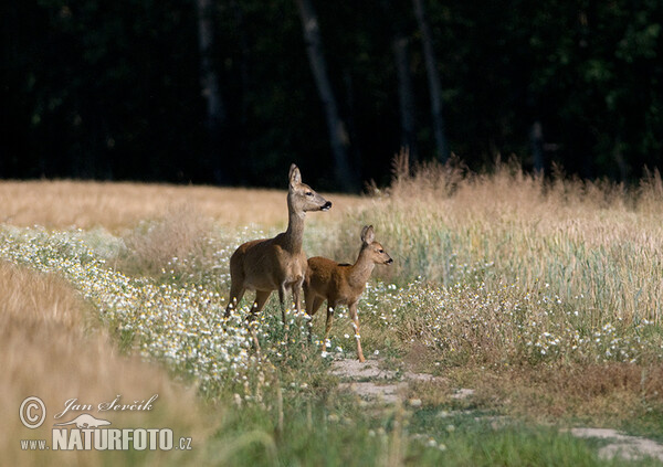 Reh (Capreolus capreolus)