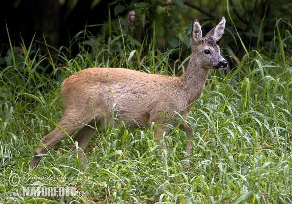 Reh (Capreolus capreolus)