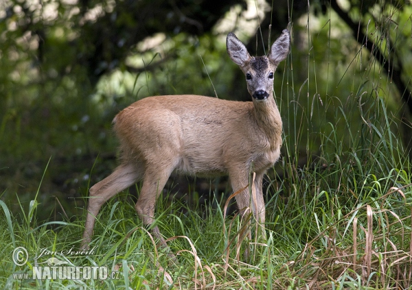 Reh (Capreolus capreolus)