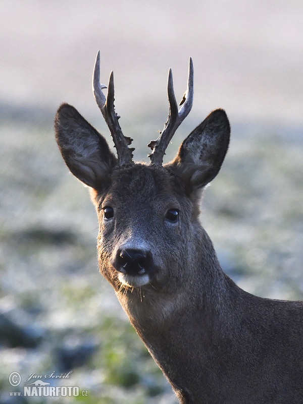 Reh (Capreolus capreolus)