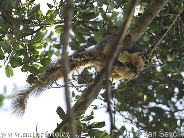 Riesenhörnchen (Ratufa macroura)