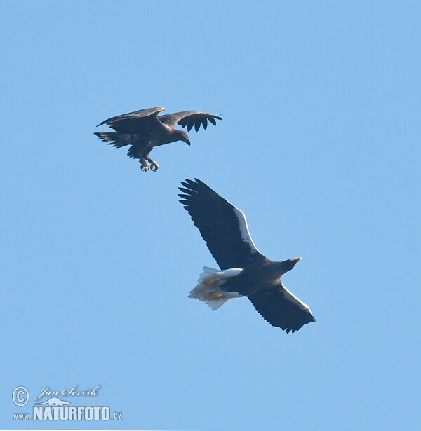 Riesenseeadler, Seeadler (Haliaeetus pelagicus, H.albicilla)