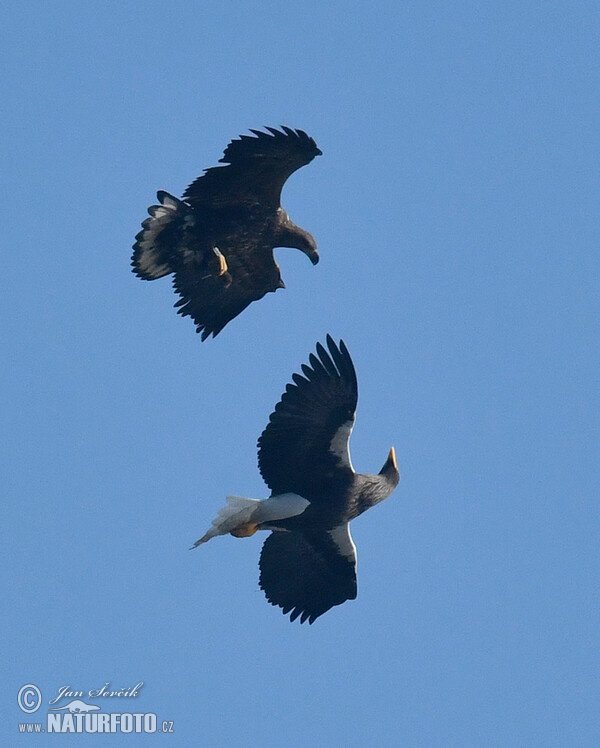 Riesenseeadler, Seeadler (Haliaeetus pelagicus, H.albicilla)