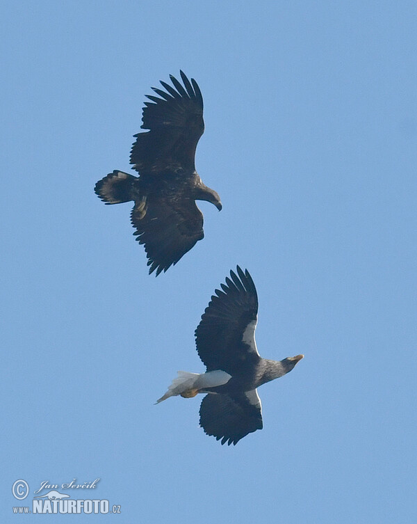 Riesenseeadler, Seeadler (Haliaeetus pelagicus, H.albicilla)