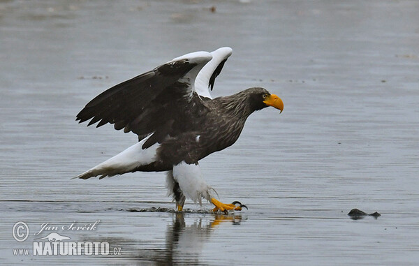 Riesenseeadler (Haliaeetus pelagicus)