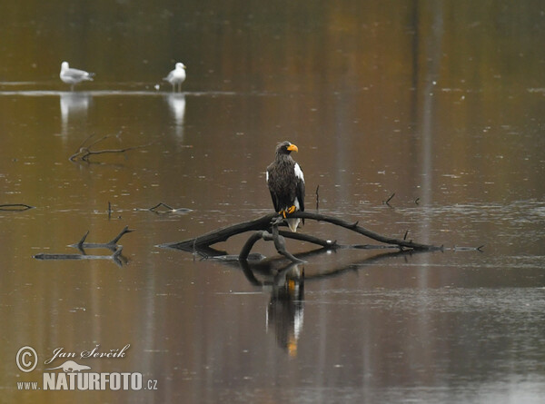 Riesenseeadler (Haliaeetus pelagicus)