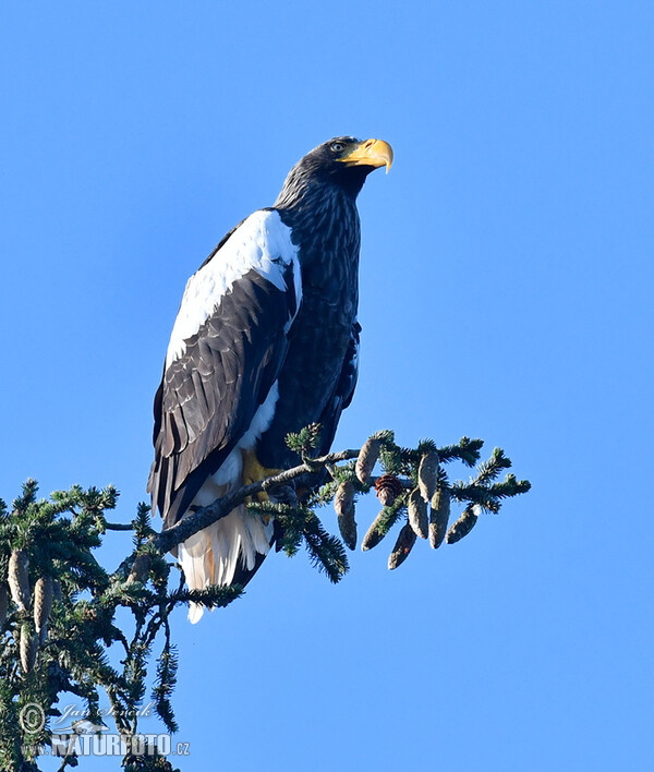 Riesenseeadler (Haliaeetus pelagicus)