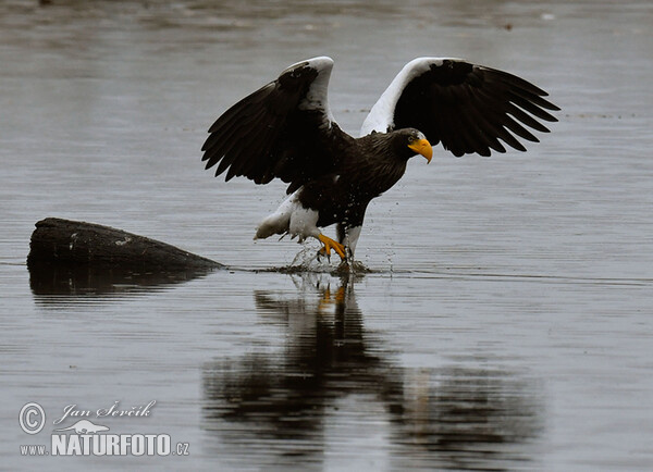 Riesenseeadler (Haliaeetus pelagicus)