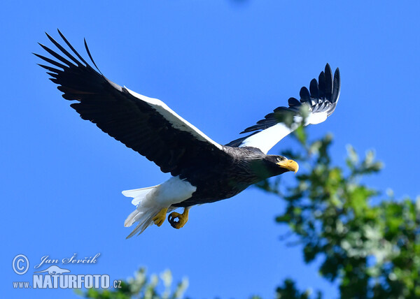 Riesenseeadler (Haliaeetus pelagicus)