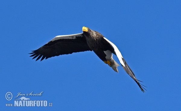 Riesenseeadler (Haliaeetus pelagicus)