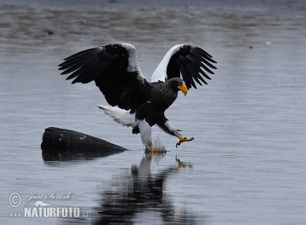 Riesenseeadler (Haliaeetus pelagicus)