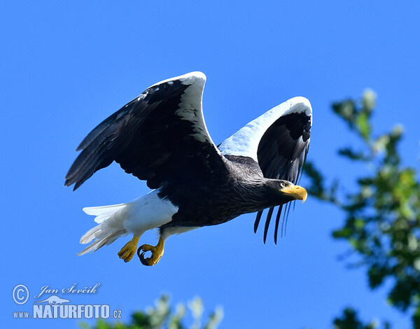 Riesenseeadler (Haliaeetus pelagicus)