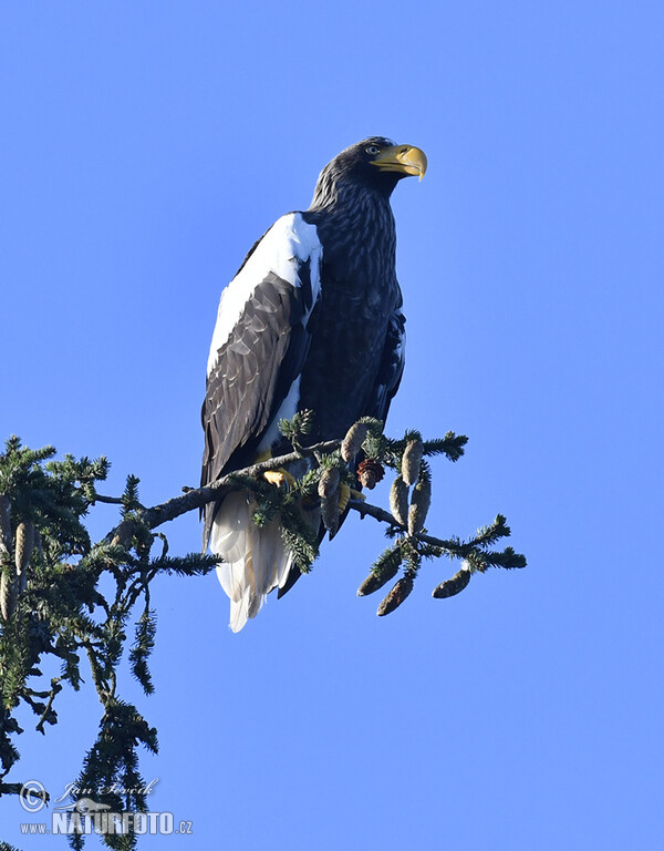 Riesenseeadler (Haliaeetus pelagicus)